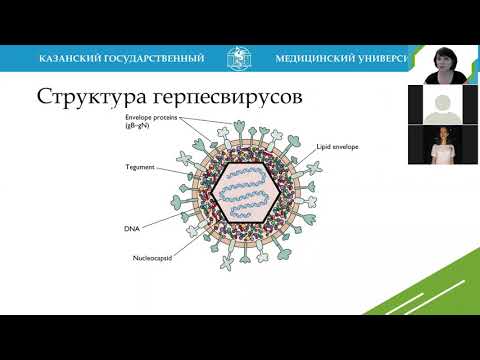 Г.Ш. Исаева. Герпесвирусы (лечебный факультет)