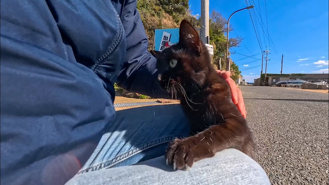 隙あらば即ひざ乗り！港で甘え倒してくる黒猫ちゃんが可愛すぎた