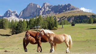 horse relax