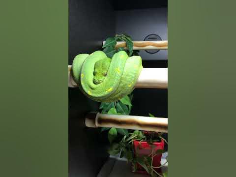 Green tree python cage setup #shorts - YouTube