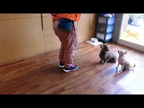 ココアちゃんと宙くん一緒にダンストリックの練習
