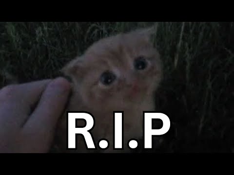 the final small kitty in grass video.mp4