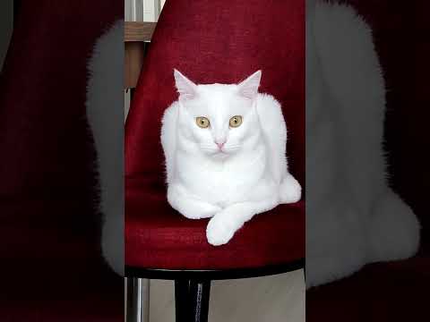 White Angel Cat Clara #kitty #cat #shortsvideo