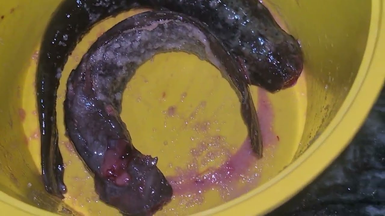 রান্না ঘরে জ্যান্ত মাছের যুদ্ধ।। #lifestylevlog #bengalvlogger 