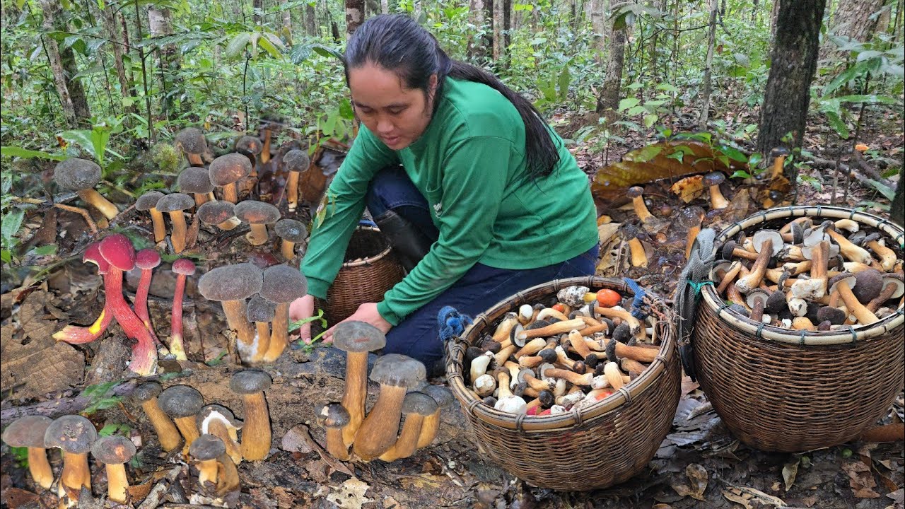 ขึ้นเขาเก็บเห็ดผึ้งข้าวดง ผึ้งแดงขาลาย ออกเยอะจริงๆ ออกทั่วหลังเขาหมายนี้มีมากกว่า10 ก.ก!!30ส.ค2568