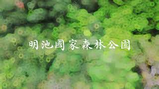 雲霧繚繞☁️明池國家森林公園空拍紀錄片
