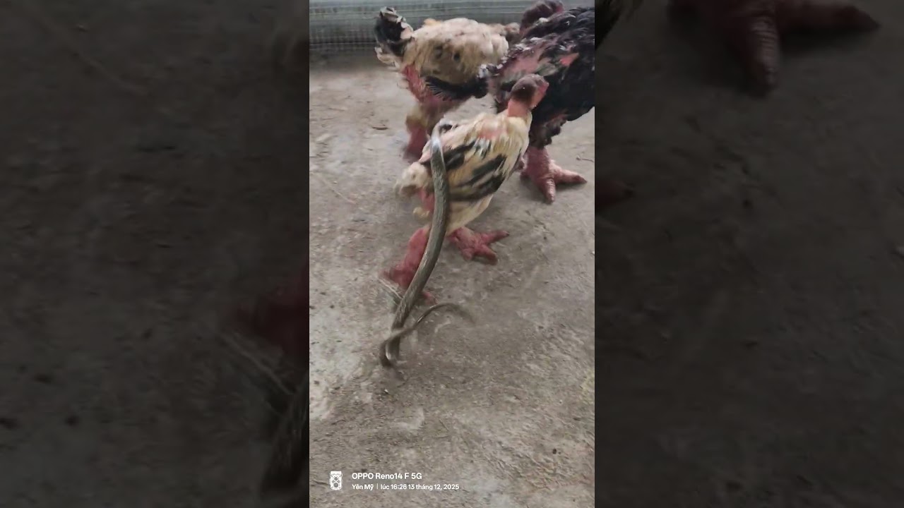 닭의 등 위에서 뱀들이 소름 끼치는 공연을 펼치는 모습 #animals #chicken