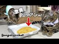 激臭ドリアンを猫に見せるとまさかの反応で草【ベンガルロケット】