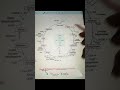 Kreb Cycle #viral #ug #biochemistry #krebs #neetpreparation #students #exam #biochemist #neet