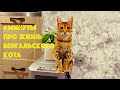 4 минуты про жизнь БЕНГАЛЬСКОГО КОТА МЕССИ