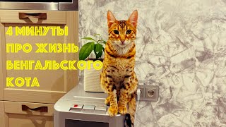 4 минуты про жизнь БЕНГАЛЬСКОГО КОТА МЕССИ