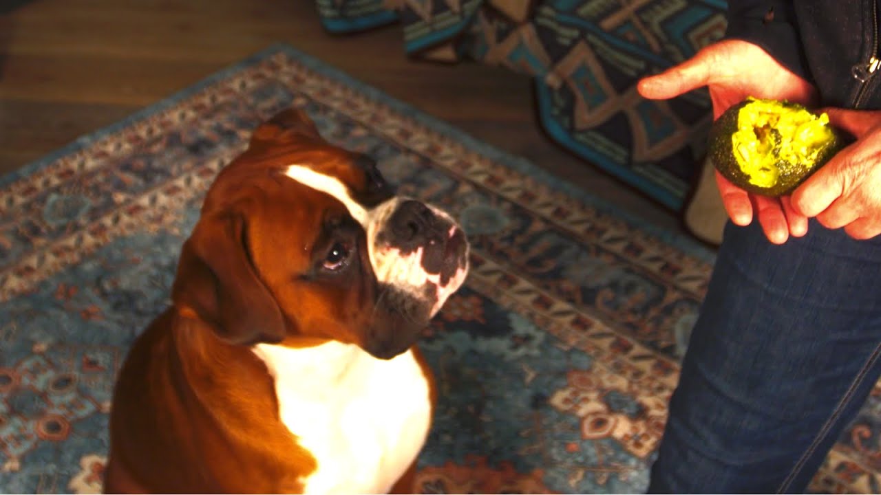 Can Dog Eat Avocado? Laugh and Learn.