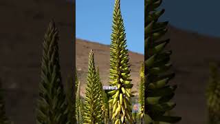 Aloe Vera - The Plant Of Magic Gel | Part-1