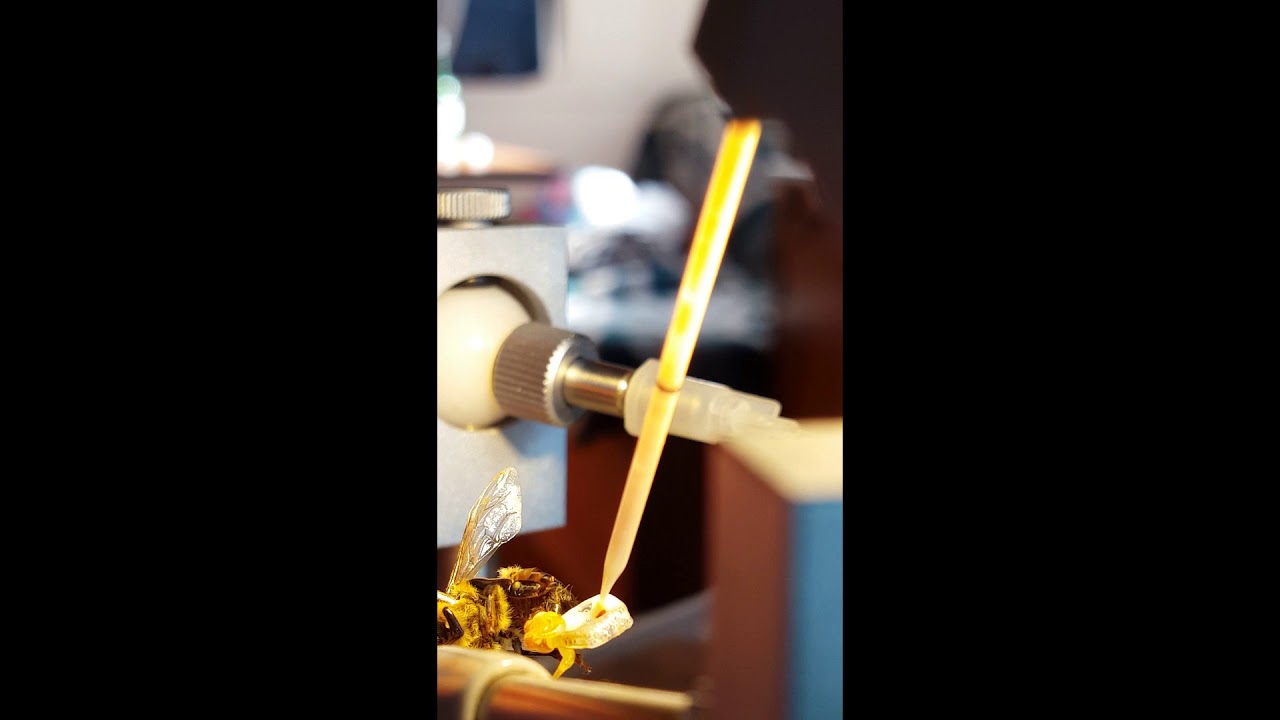 Instrumental insemination of honey bee queens