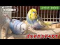 ゴッドハンド✴︎てて　#セキセイインコ #オカメインコ　#コザクラインコ 
