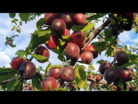 Абрикос ЧЕРНЫЙ БАРХАТ 2020г. - YouTube