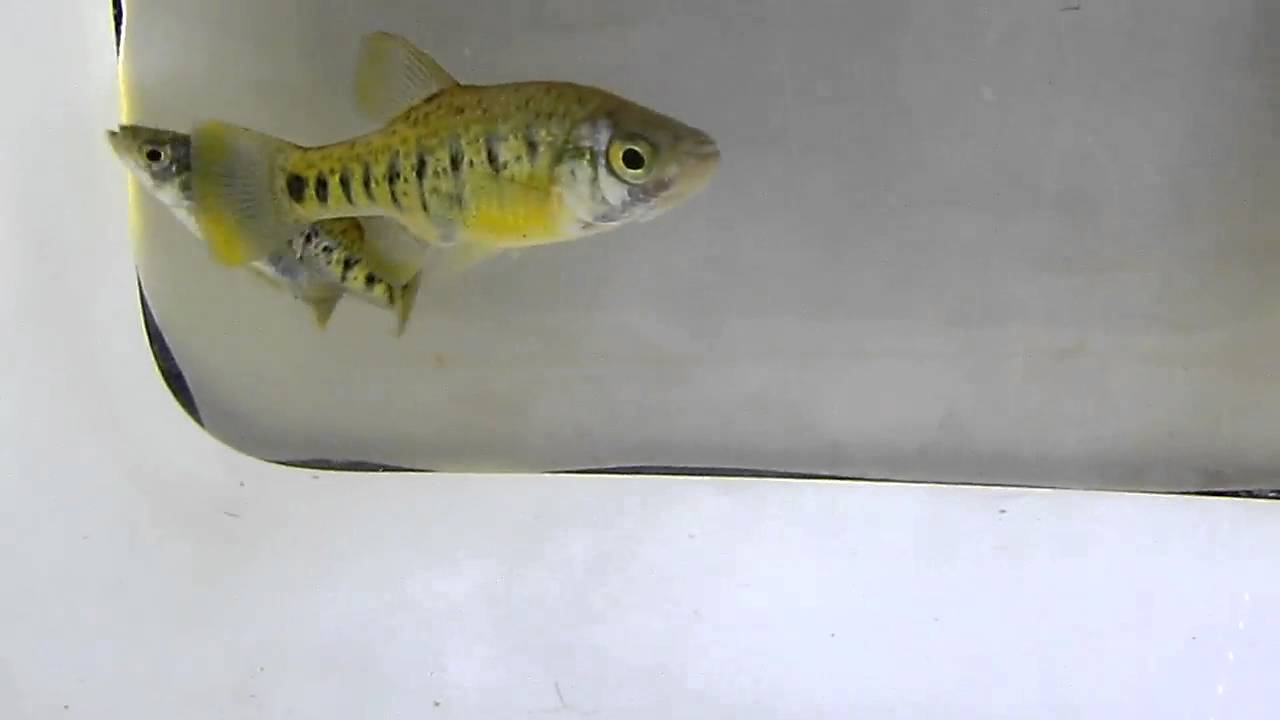 Barred Goodied Chapalichthys Encaustus