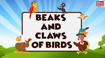 Beaks and claws of Birds | Class 3 | Science | CBSE Board | Home Revise