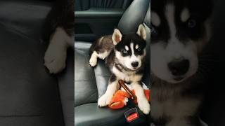 cute husky puppy dog playing with a soft toy #puppy #dog #husky #doglover #cutedog #trending #shorts screenshot 5