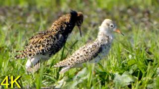 Kampfläufer Zug / Balz --- Ruff Migration / Courtship