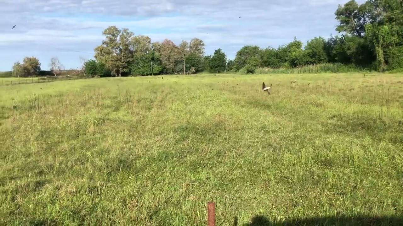 Gauthali..chara🇬🇷🇳🇵