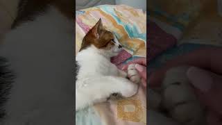 Derin uykudan mini bir şoka 😹Sence rüyasında ne görüyordu?”#kedi #uyuyankedi #komikvideo #shorts