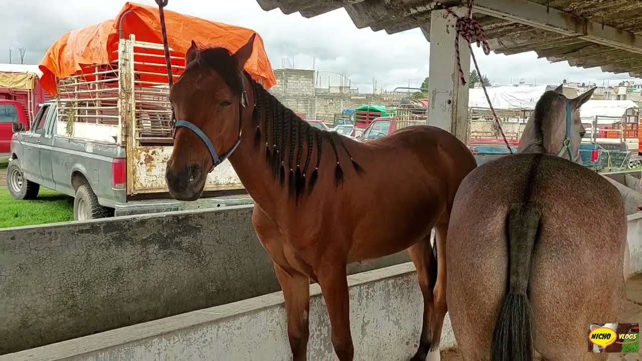 TREMENDOS POTROS,CABALLOS,MULAS,LAS TABLAS,SEGUNDA PARTE 1/07/25,UN DIA ANTES DE MI PARALISIS FACIAL