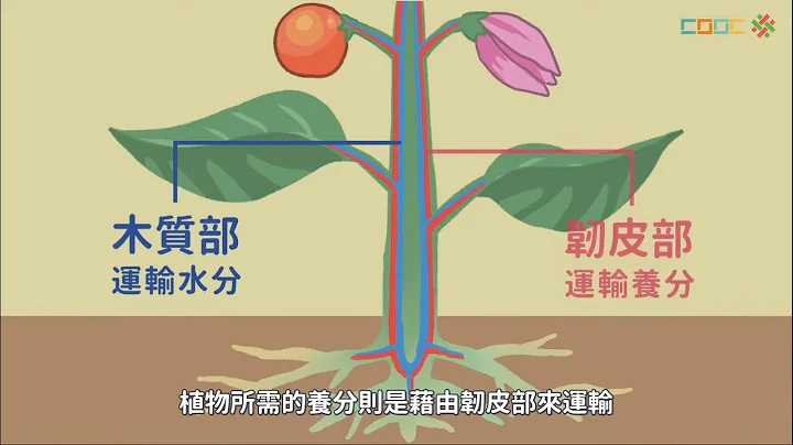 108新課綱｜國中七上生物｜【觀念】植物體內物質的運輸 - 天天要聞