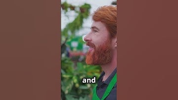 DWC Hydroponics: Because Who Needs Soil Anyway?