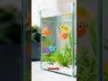 A🐠😳 TO NAPRAWDĘ PŁYWA!