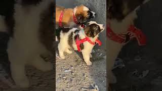 Pure King Alabai Afghan Kochi full Best security dog Male female for sale available cargo delivery 🚚