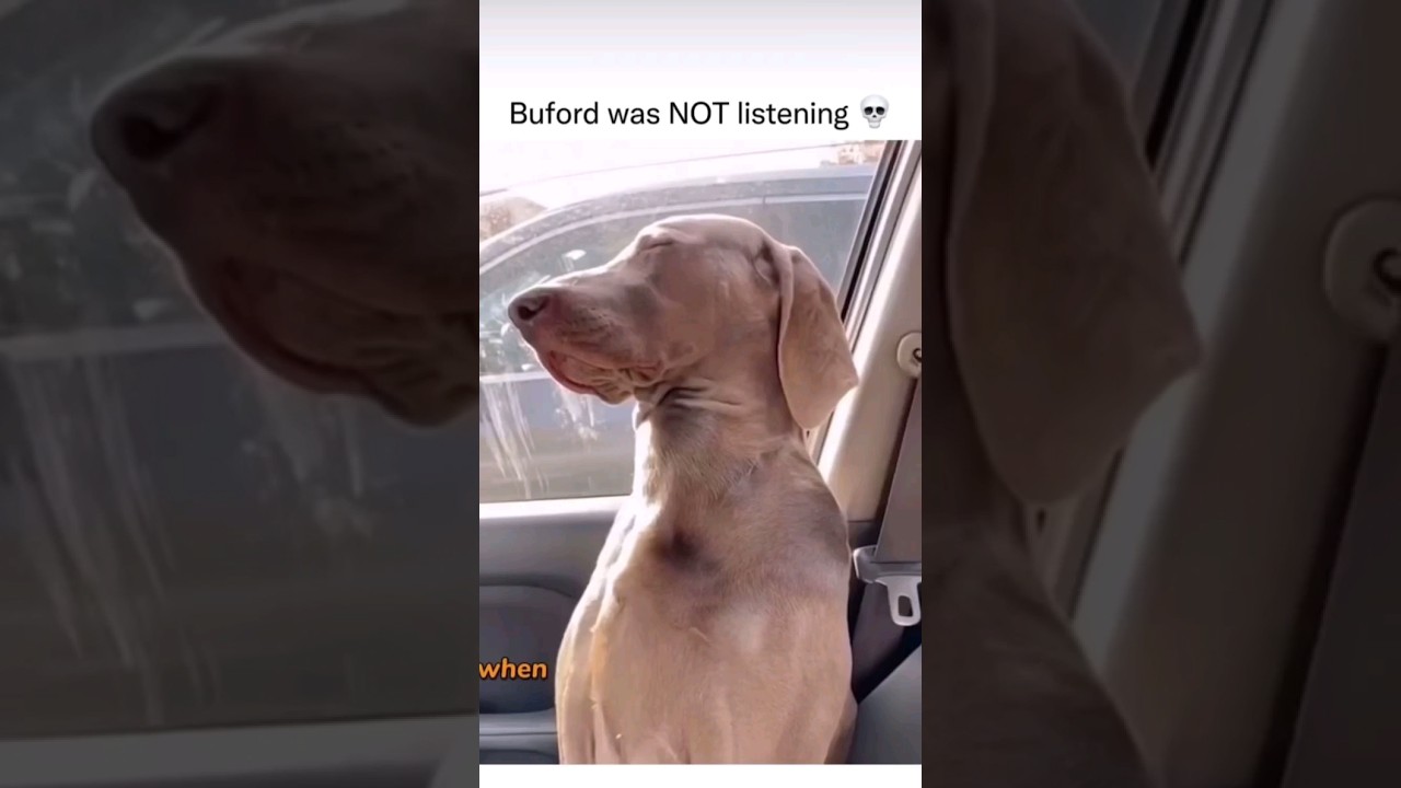 My Dog is not listening to me 