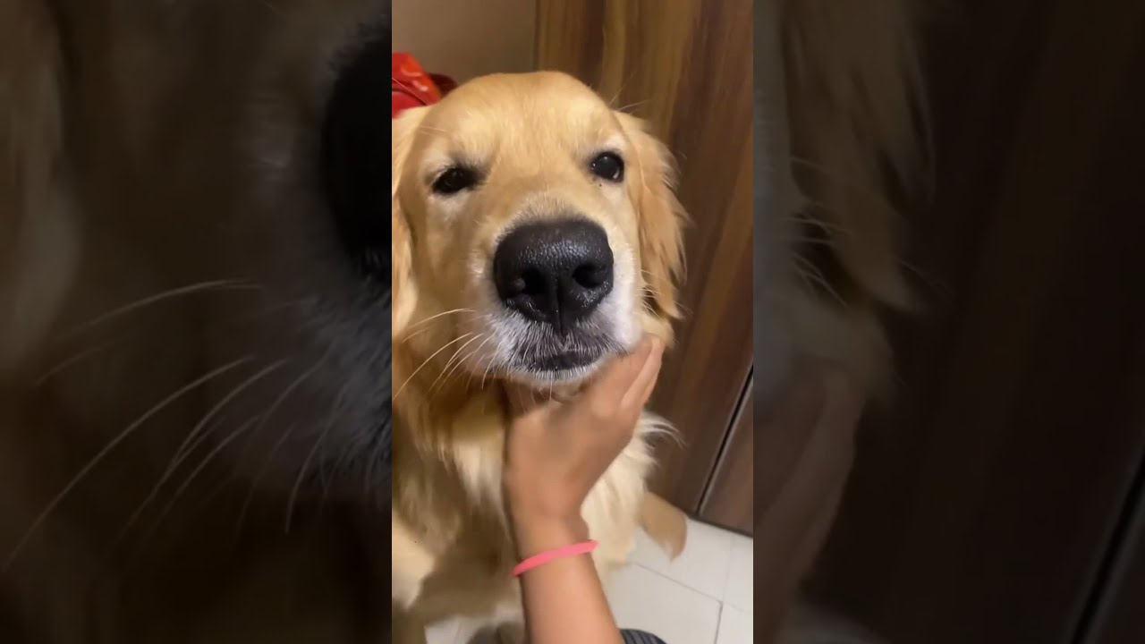 Mallika Singh's pet dog Romeo