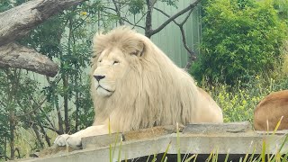 White Lion and lioness at the Zoodoo zoo, tasmania