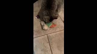 IMG 7088