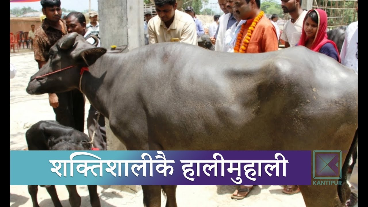 प्रदेश दुईमा भैंसी वितरणमा समेत पहुँचवालाकै प्रभाव | Kantipur Samachar news headlines uk