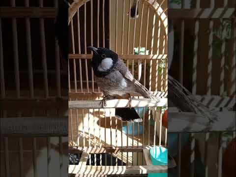 طك جناح بلبل اليف لاتنسون الاشتراك بلقناه