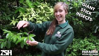 Big Bug Bonanza - Giant Stick Insect