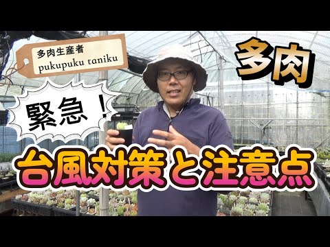 Emergency! "Typhoon Preparedness and Precautions" by Succulent Grower "pukupuku taniku"