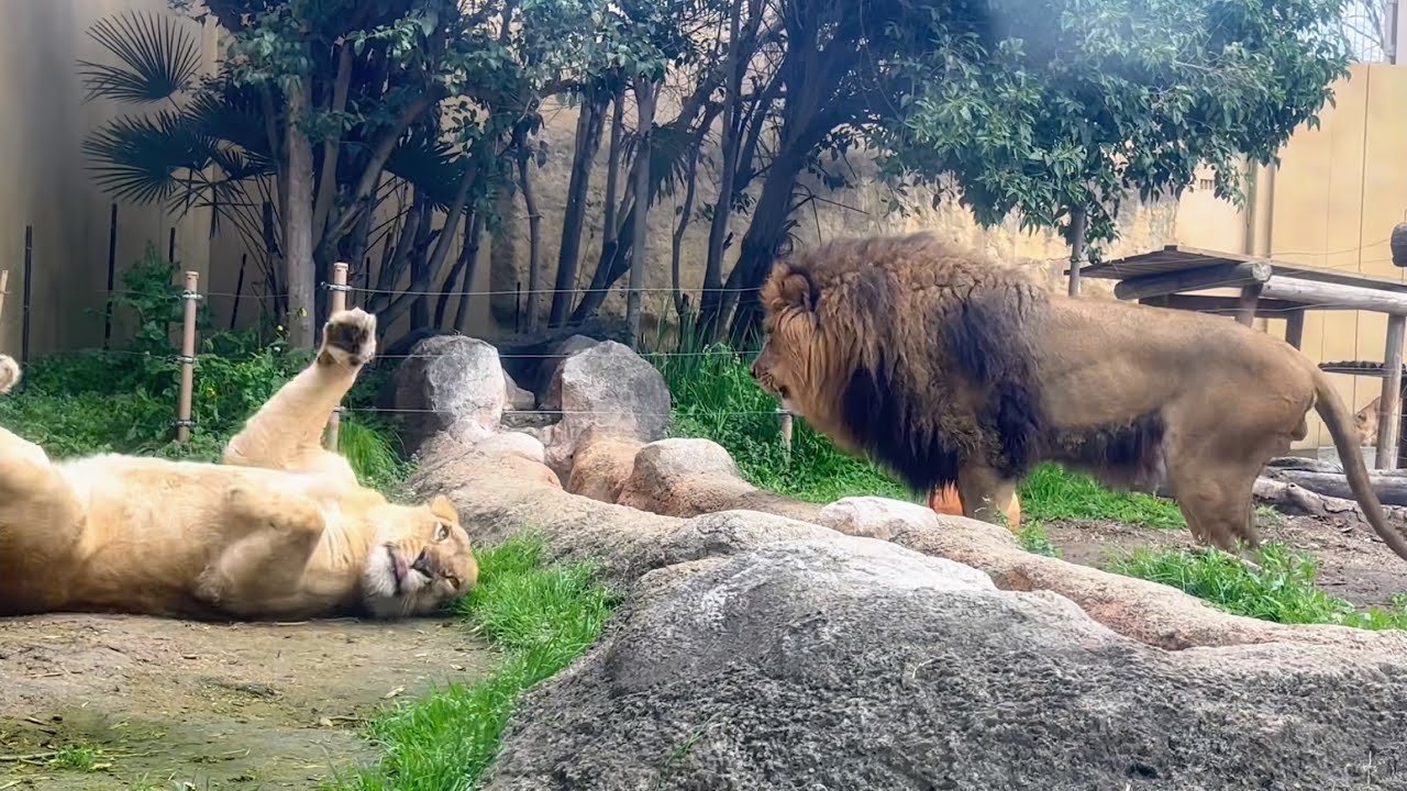 やっと庭に出られたライオン🦁 3月27日 東武動物公園 - YouTube