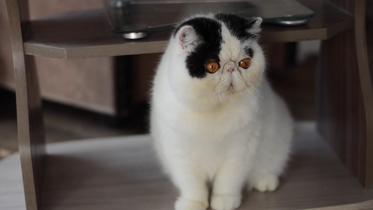 Cyrridwen Little Panda, exo sh male - YouTube