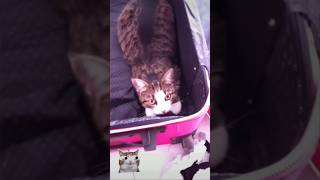 #lissy #shorts #cat #funnycats #video #funnycatsvideos #katze #lustigekatzenvideos #shortsvideo