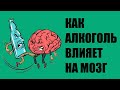 Как алкоголь влияет на мозг и память?