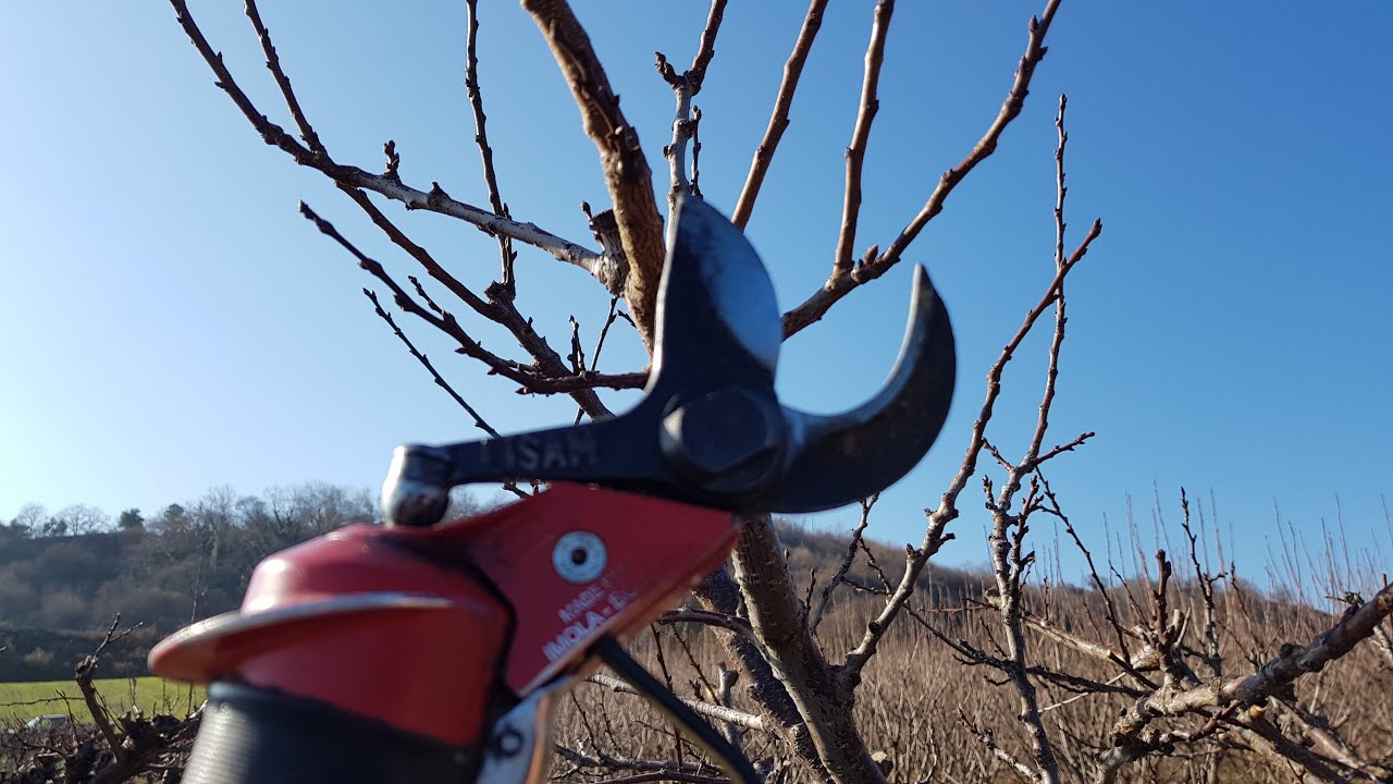 ΚΛΑΔΕΜΑ ΒΕΡΙΚΟΚΙΑΣ - POTATURA ALBICOCCHE