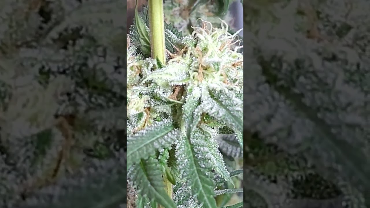 Skywalker OG (number 2 in the front, 1 in the back) at flower week 7 (day 45 / day 88 from seed) 🌱