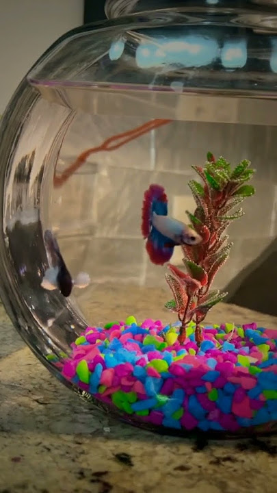 5 Ikan yang dapat di campur dalam satu aquarium part 1 #fyp #guppy #ikancupang #ikanhias #shorts