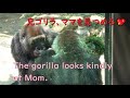 ゲンタロウは、ゲンキママの顔を優しく見つめる♪京都市動物園・ゴリラ【Gorilla,Gentaro is staring at Genki Mama&#39;s face.】