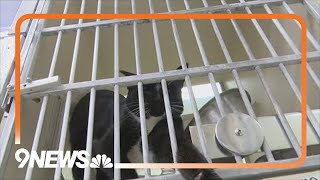 34 cats surrendered from Pueblo home