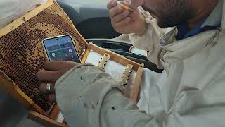 Larva Transferi̇ Yapiyoruz Ana Ari̇ Üreti̇mi̇ Ana Arı Üretimi Nasıl Yapılır