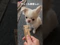 チュール美味しい! #かわいい犬 #ペット #チワワ